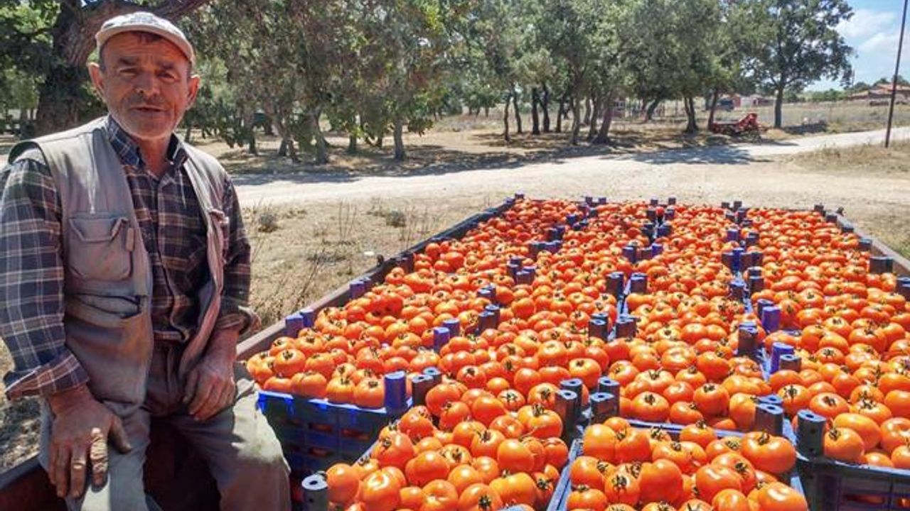 Çanakkale’de domates hasadı başladı