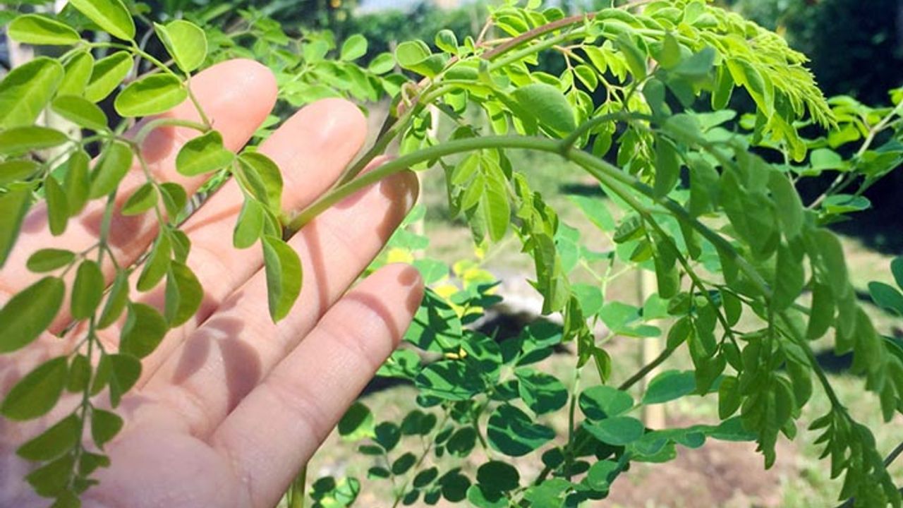 Dünyanın mucize bitkisi Moringa için deneme bahçeleri kuruldu