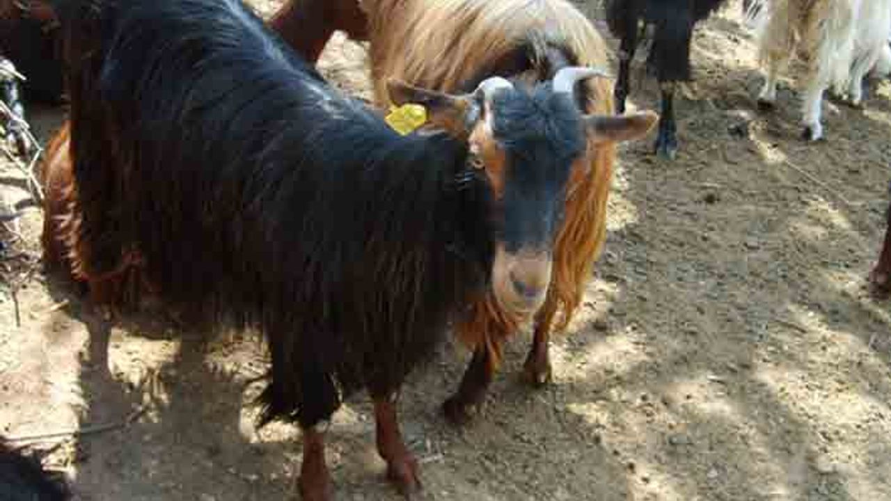 Ekstansif şartlarda kıl keçilerinin döl ve süt verim özellikleri