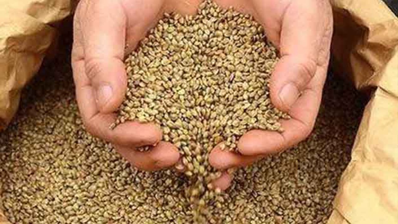 Yurt İçi Sertifikalı Tohum Kullanım Destekleri belli oldu