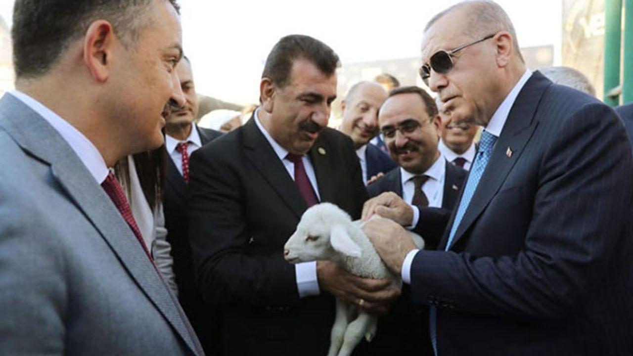 Cumhurbaşkanı Erdoğan’a ‘Hasat’ isminde kuzu hediye edildi