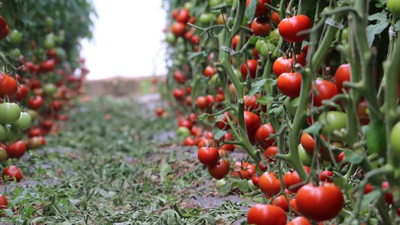 Erzincan’dan domates atağı