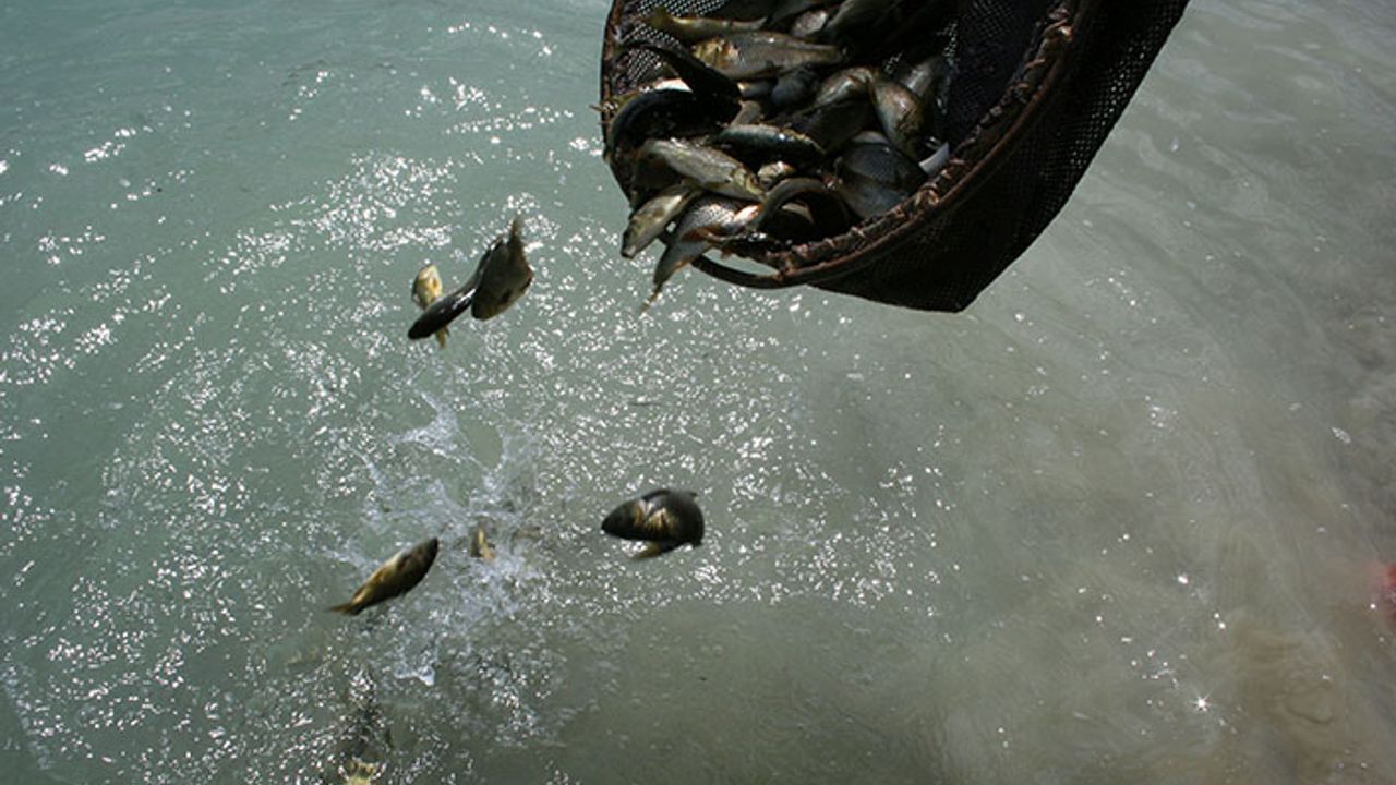 Bakan açıkladı göl ve göletlere 5 milyon sazan balığı yavrusu bırakılacak