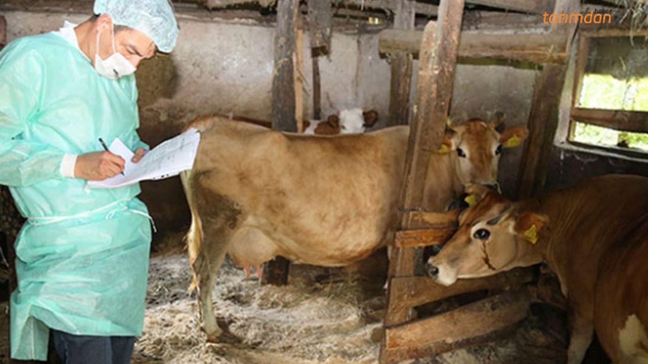 Hayvan hastalıklarıyla nasıl mücadele edilecek? Aşı paralı hale geliyor!