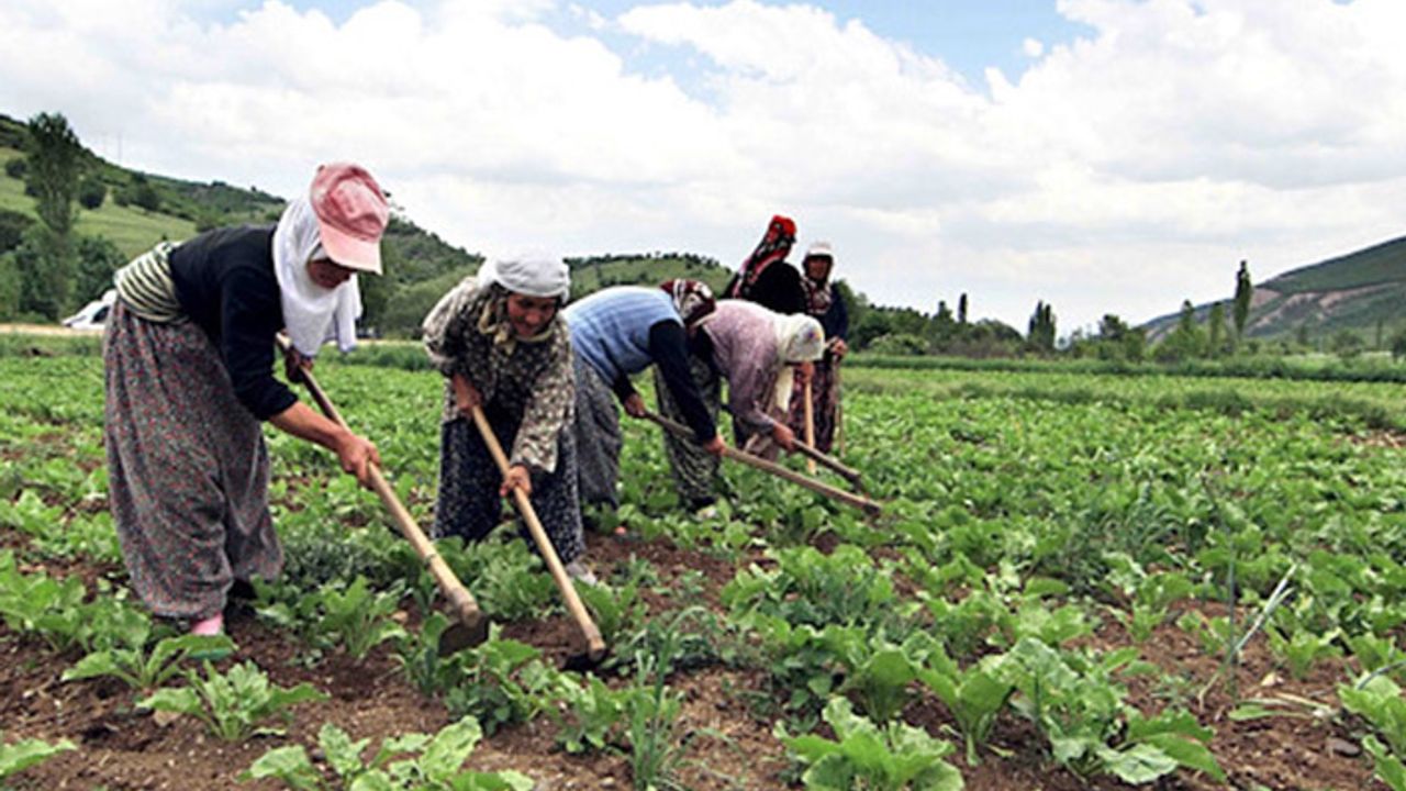 CHP’li Çakırözer: Yüzlerce tarım işçisi işsiz kalacak!