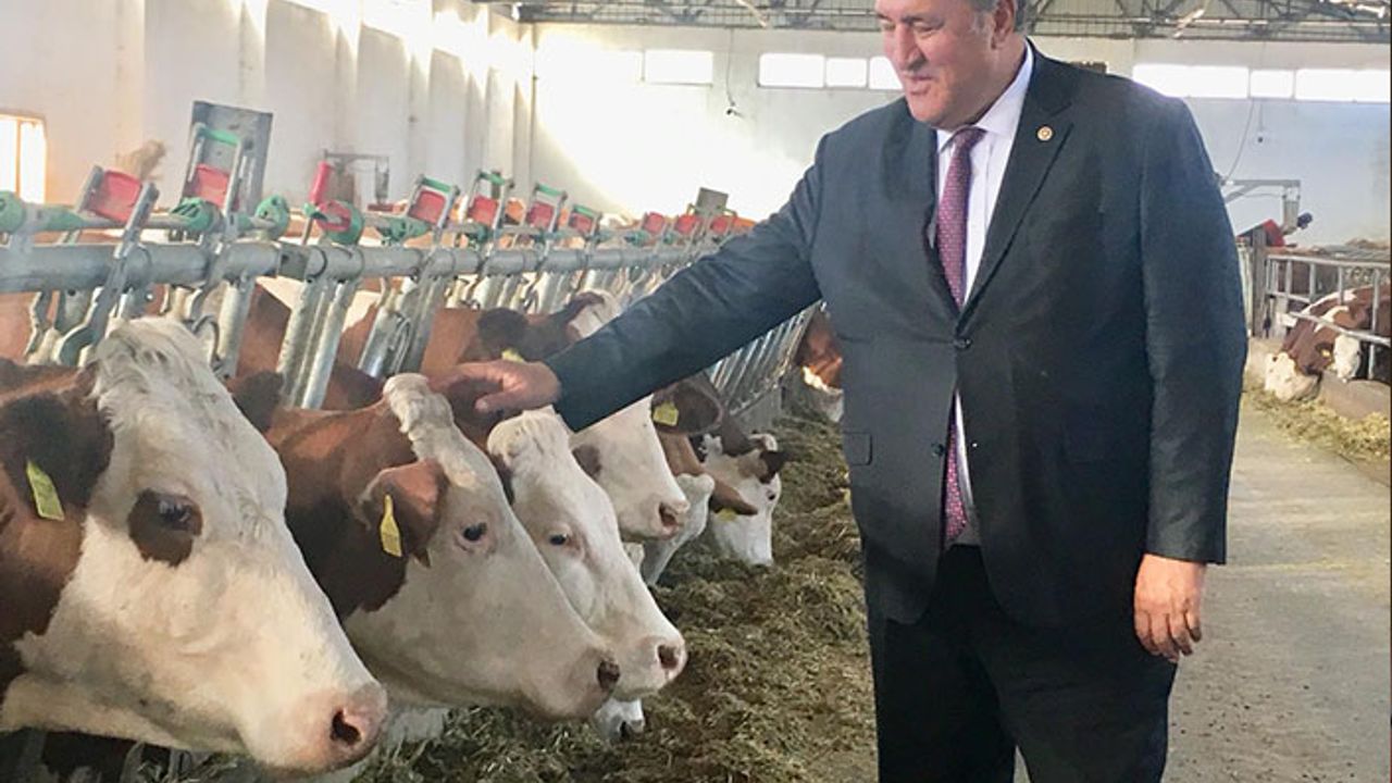 Besiciler böyle dert yandı: Sütten etten para kazanamıyoruz!