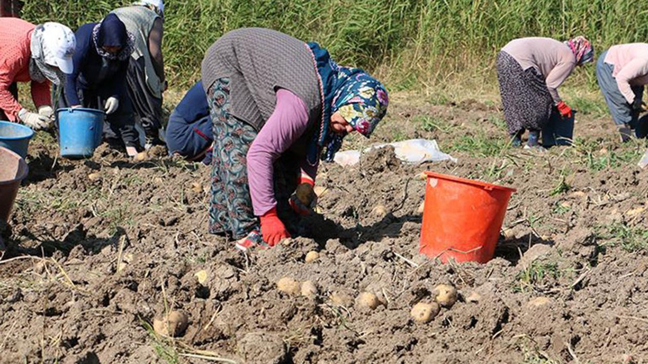 Bolu’da patates hasadı başladı