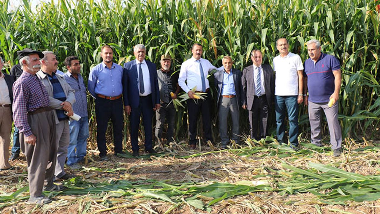 Tarım İl Müdürü: Silajlık mısıra 100 lira destek verdik