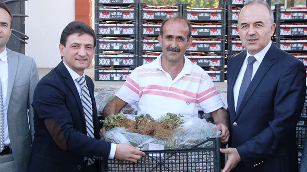 Yalova'da çiftçiye 140 bin adet çilek fidesi dağıtıldı