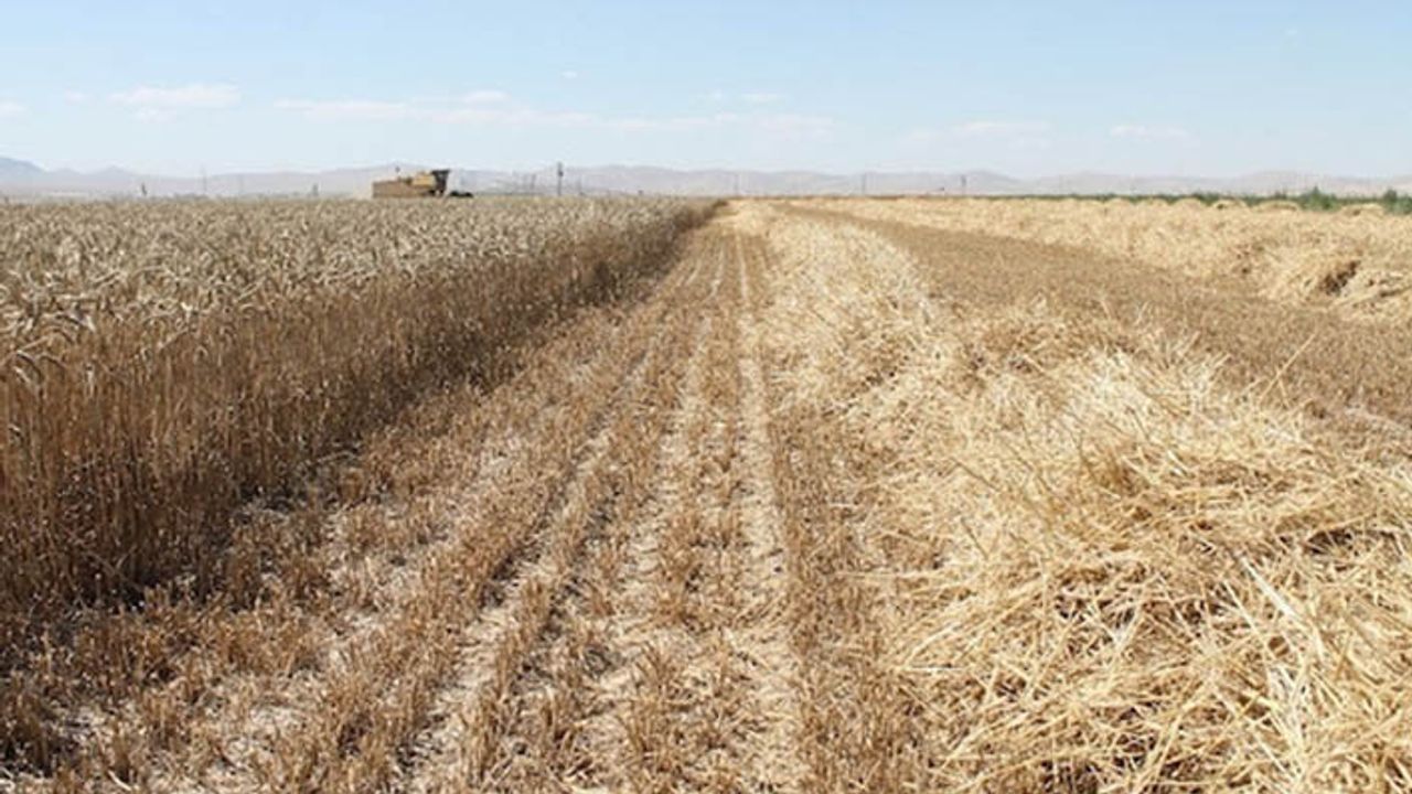 Buğdayda bu ne yaman çelişki! Bakanlık ekim alanı genişleyecek dedi TMO'nun ithalat kotası artırıldı