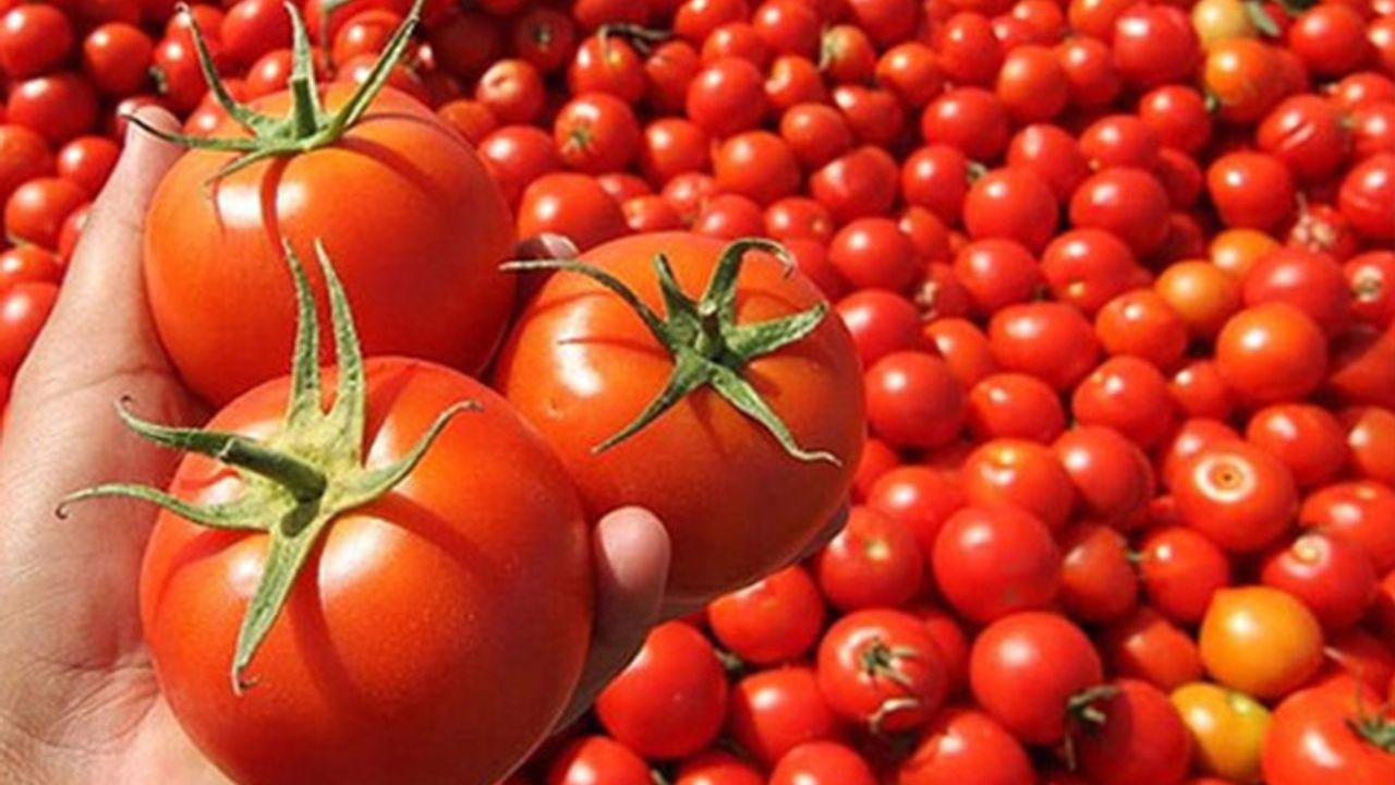 Rusya’dan domates üreticilerine kötü haber!