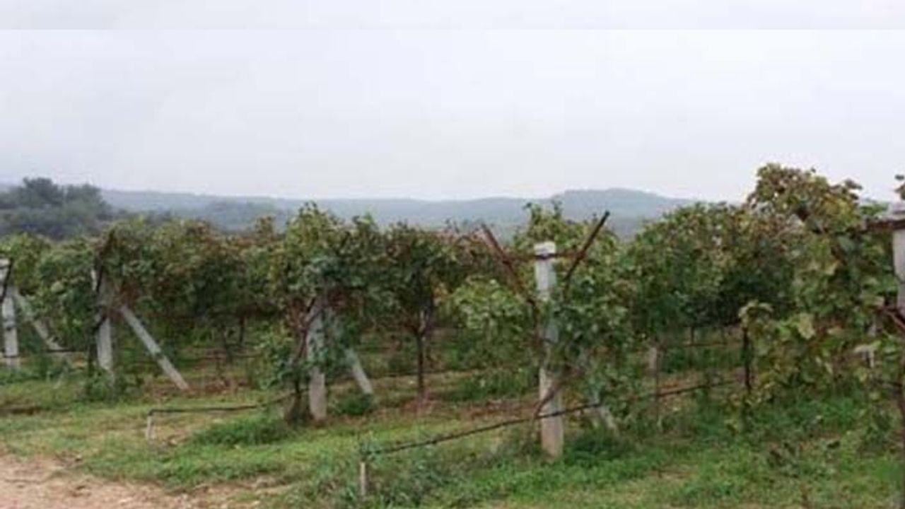 Tarım İl Müdürlüğünden destek ödemesi açıklaması