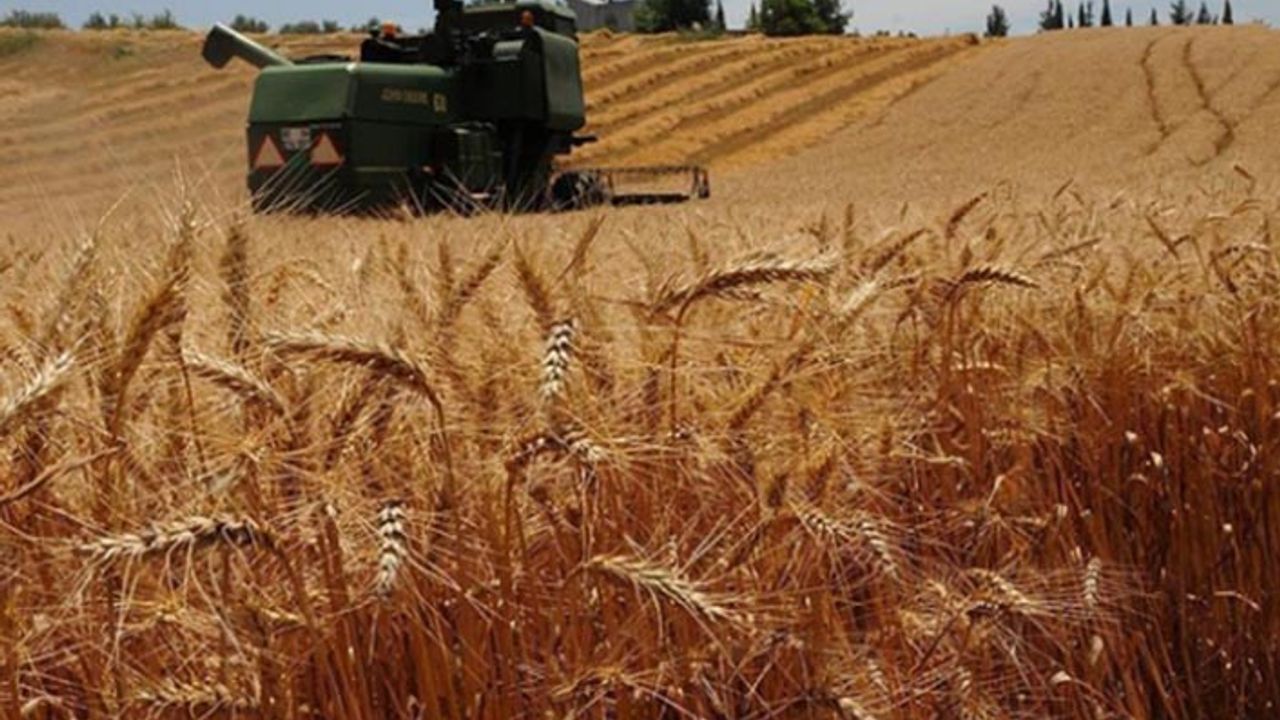 Buğday, arpa ve mısır fiyatları yükselişe geçti TMO devreye girdi! 