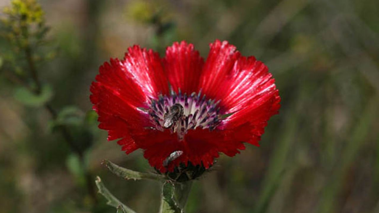Bu çiçek sadece Ankara'da yetişiyor