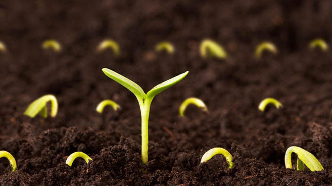 TİGEM'in tohumda Türkçe isimleri değiştirmek istemesi tepkiye neden oldu!