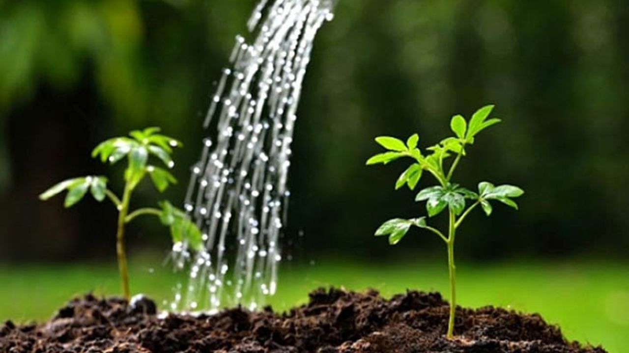 Bakanlıktan tohum açıklaması: 939 firmanın 40'ı yabancı!