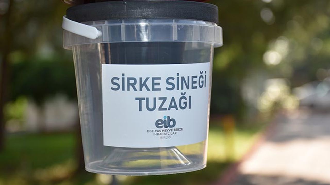 Sirke sineği tuzaklarının Ege Bölgesinde yaygınlaştırılması hedefleniyor