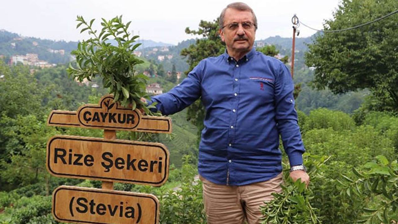 ÇAYKUR'da Stevia tartışması: Bakanı bile yanılttılar!