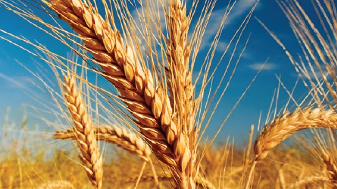 Sözleşmeli üretim kapsamında makarnalık buğday üreten çiftçiler mağdur oldu