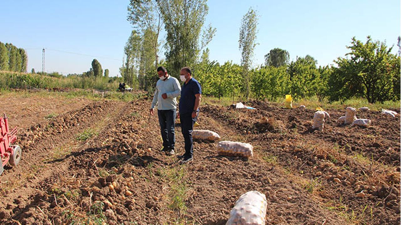 Iğdır'da deneme amaçlı ekilen patatesten olumlu sonuç alındı