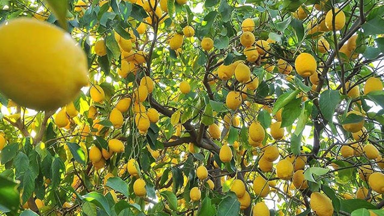 Limon ihracatı: İki bakan arasında ihracat çalımı!