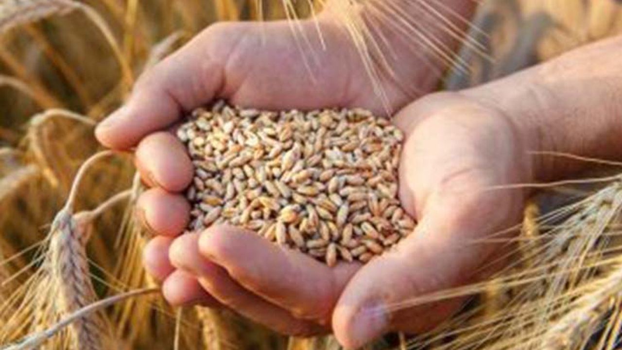 TMO buğday ve arpayı kaç liradan ithal edecek? 