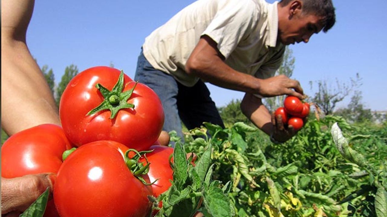 TZOB: Önümüzdeki yıl domates bulmak hayal olacak