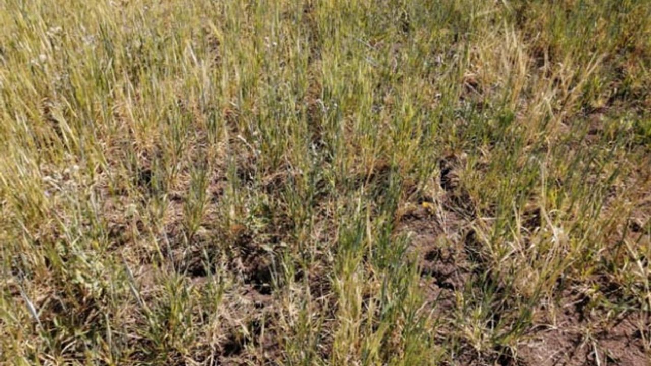 Yüzde 75 hibe tohumda büyük skandal yazlık ekim yapan çiftçiye kışlık tohum dağıtılmış! 