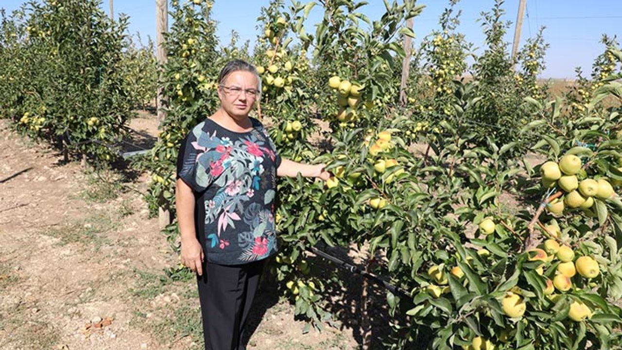 Eskişehir'de üretilen organik elmalar bebek mamalarında kullanılıyor