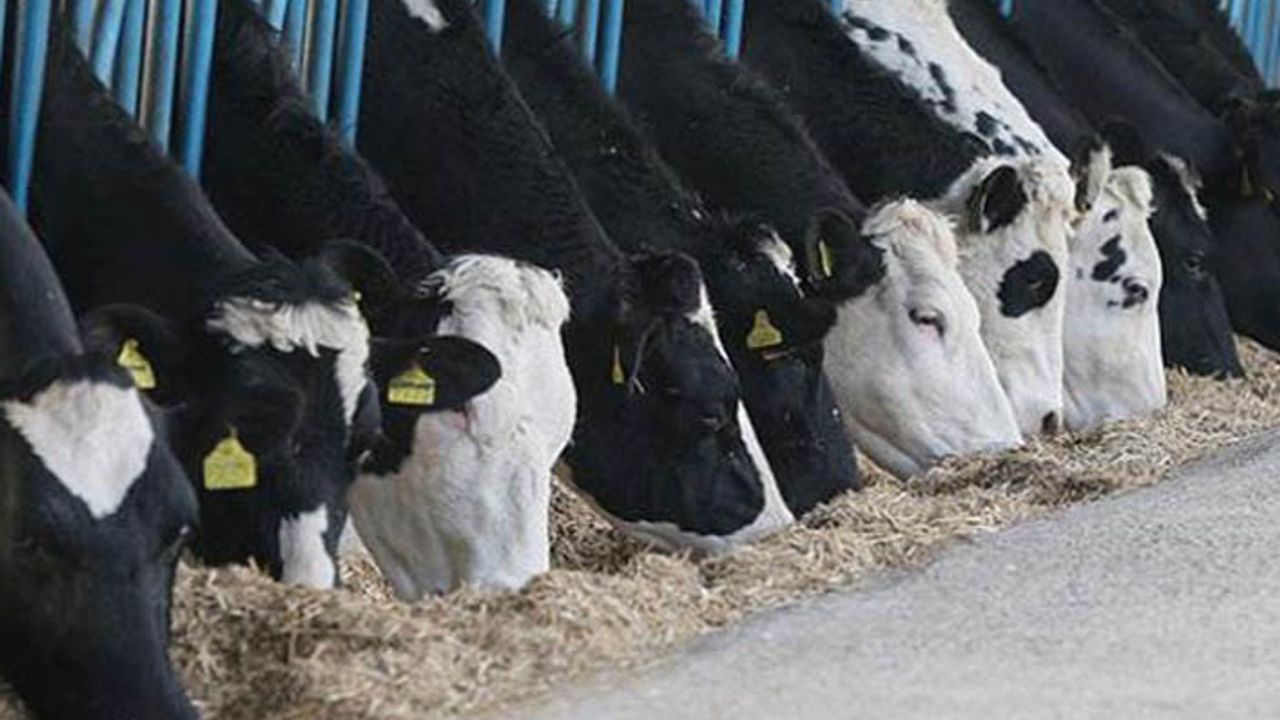 Tarım Bakanlığından süt üreticilerine iddialı açıklama: Üreticilerimizin alın terini koruyoruz!