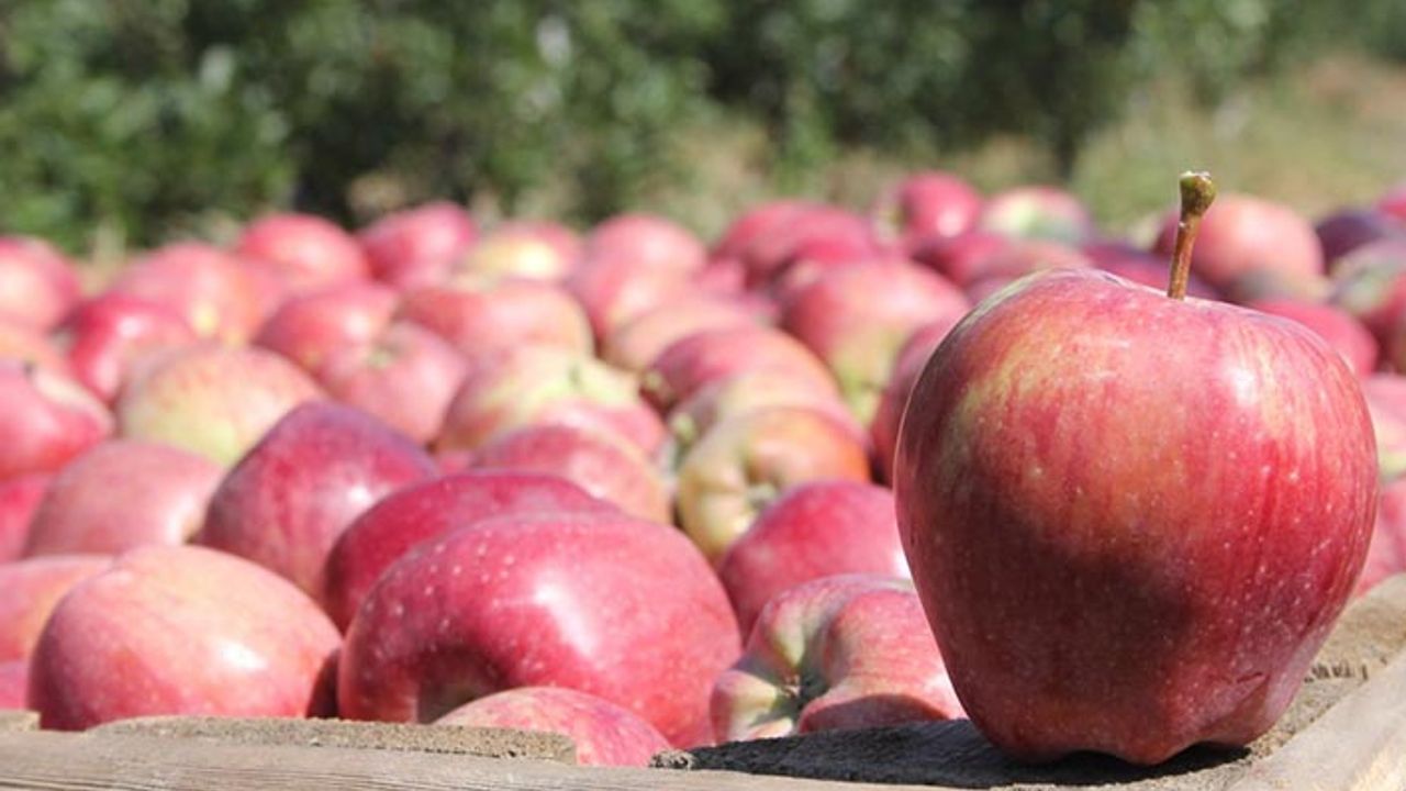 Isparta'da elma üreticisinin yüzü gülüyor dalında 2.5 liradan satıldı