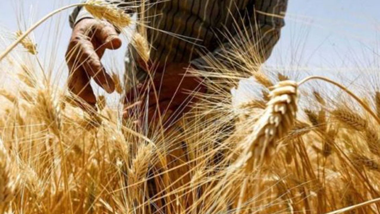 TMO 7'nci ekmeklik buğday ithalat ihalesini yaptı fiyatlar 2400 lirayı geçerek rekor kırdı!
