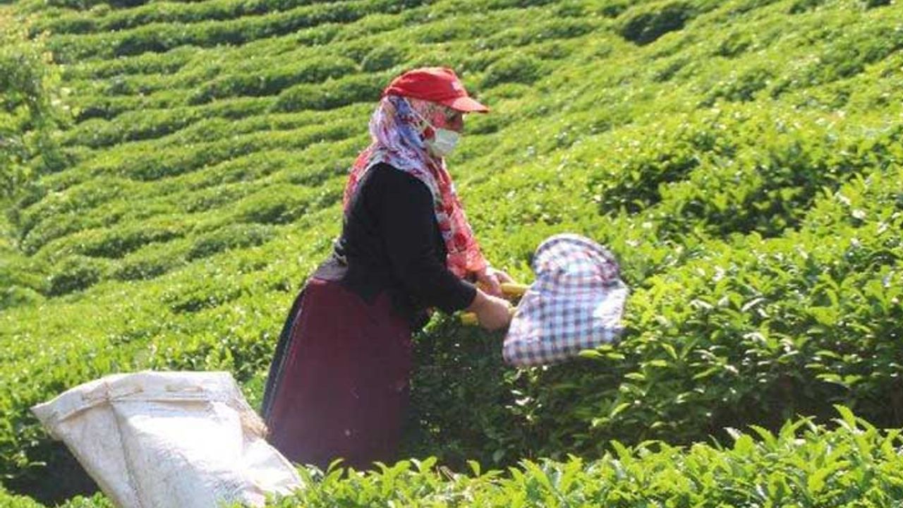 ÇAYKUR'dan açıklama: Üreticiden 1 kg daha fazla yaş çay alımı için kapasiteleri zorluyoruz