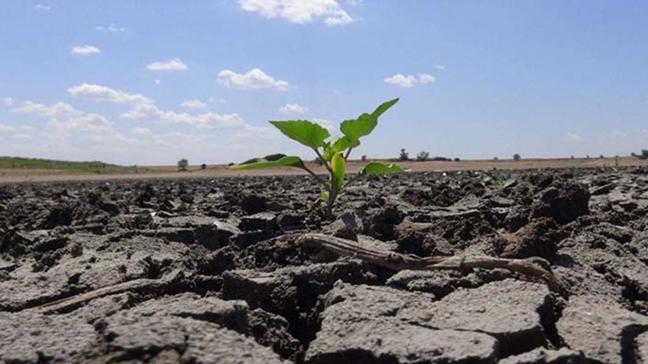 Tarımsal kuraklığın faturası ağır olacak buğdayda 2 milyon ton kayıp!