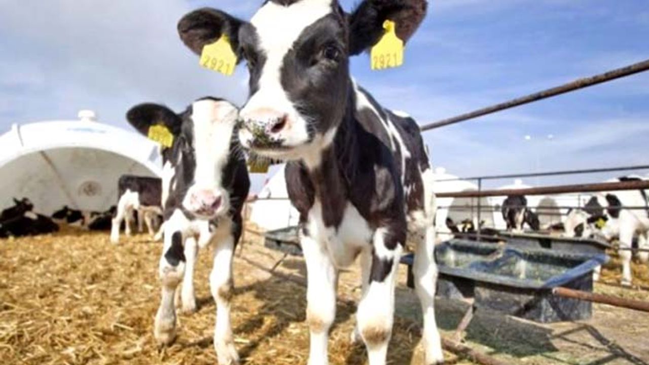Buzağı ve süt destekleriyle ilgili şok iddia: Bakanlık verilere ulaşamıyor!