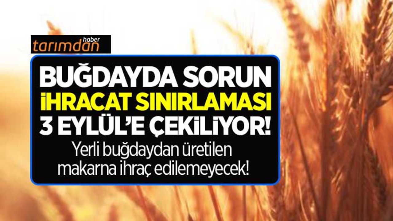 Makarna ihracatında yerli buğday sınırlaması 3 Eylül’e çekiliyor! 