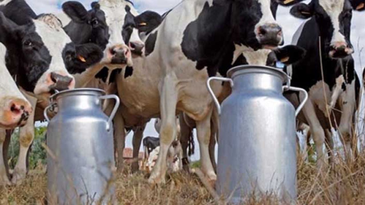 Süt üreticisi soruyor: Desteğimiz nerede?