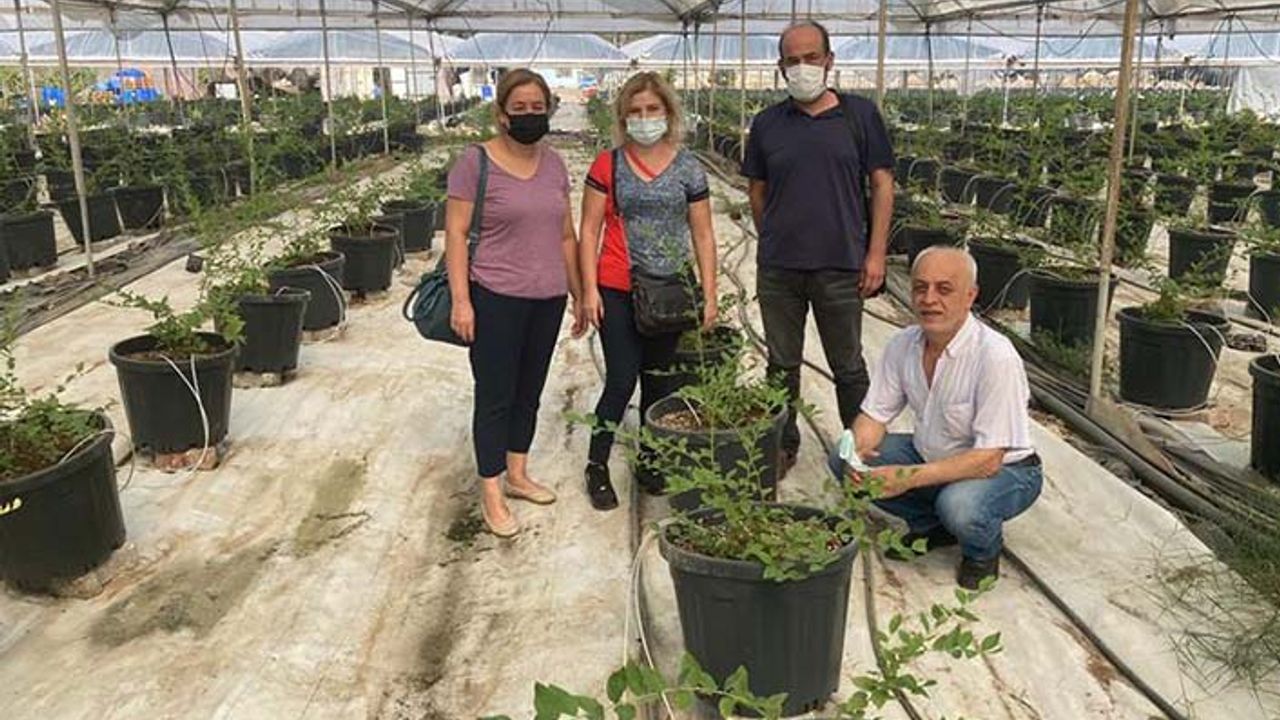 Mersin'de İspanya'dan ithal edilen blueberry fidanlarının çoğaltımı yapılıyor
