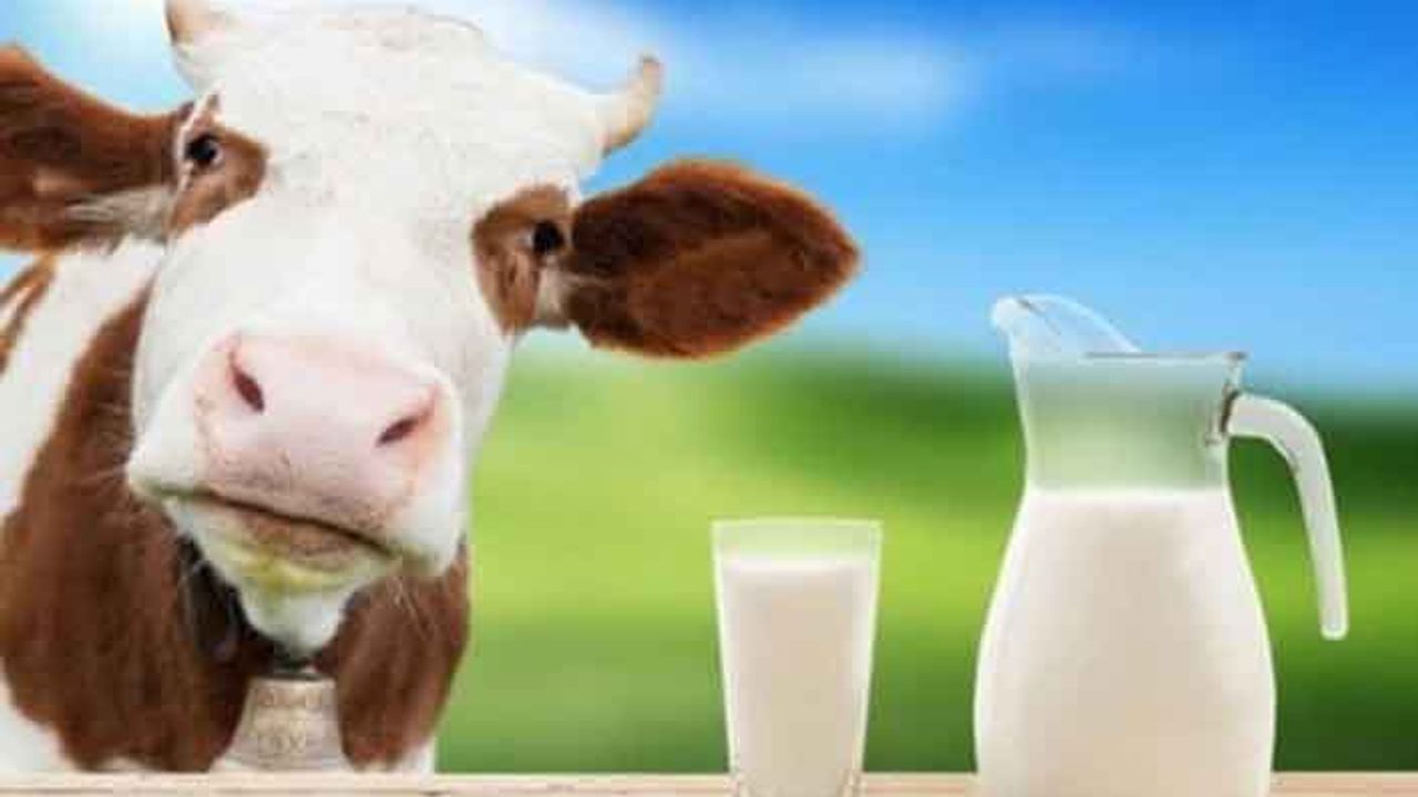 TİGEM’den 74 bin 650 ton süt ihalesi