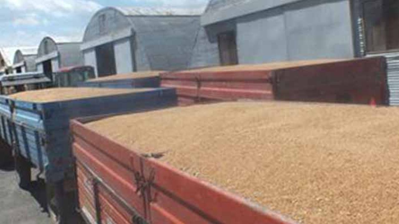 TMO: İthalat yetkisini ihtiyaç halinde kullanacağız!