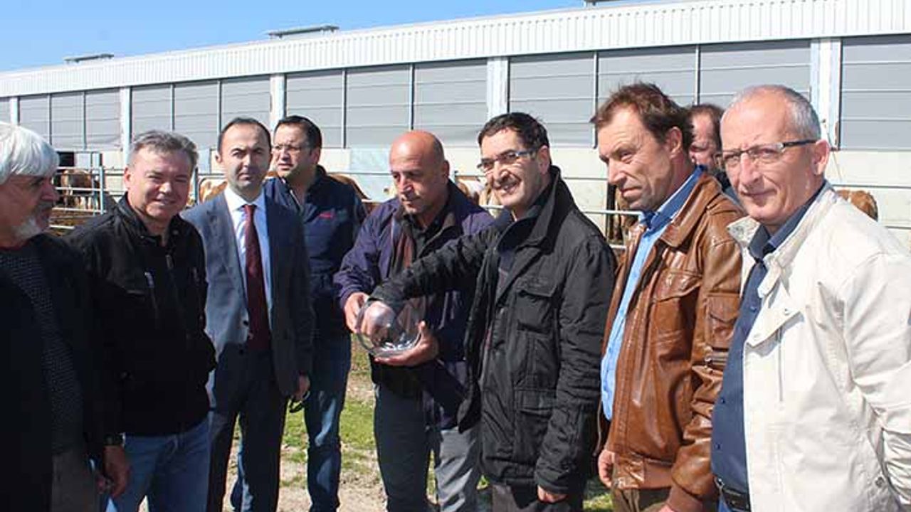 Üreticiye 80 ithal besi danası dağıtıldı