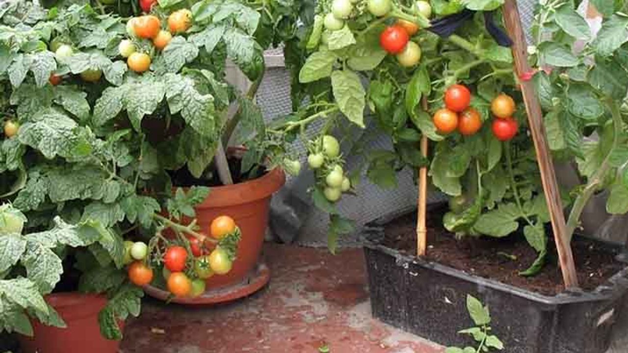 Balkonda domates nasıl yetiştirilir? İşte saksıda domates yetiştirmenin püf noktaları