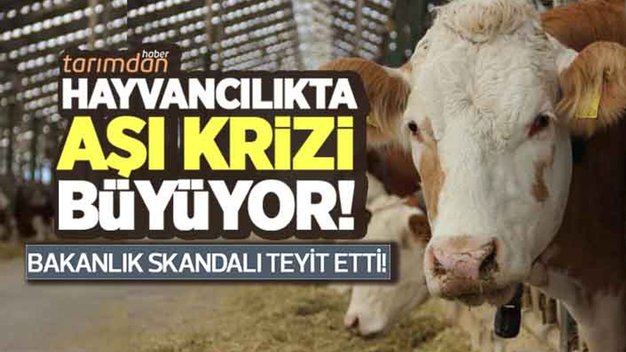 Hayvancılıkta aşı krizi büyüyor! Tarım Bakanlığı skandalı teyit etti!