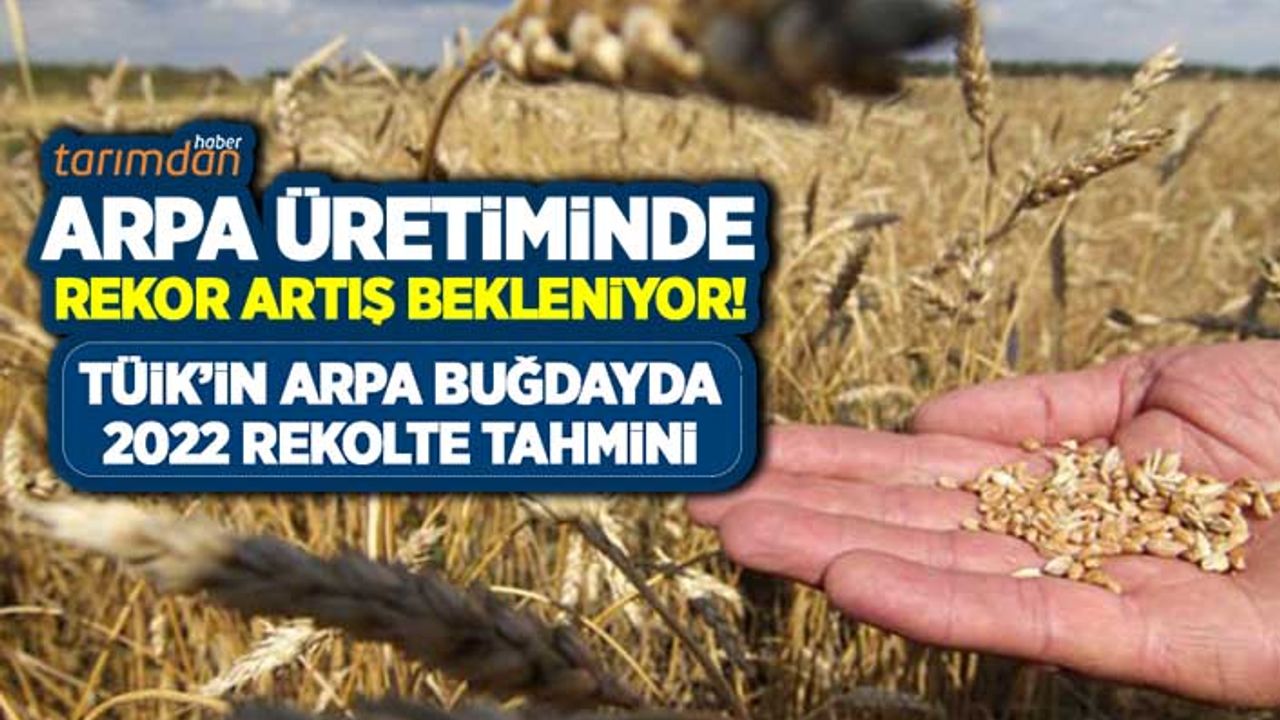 TÜİK arpa üretiminde rekor artış bekliyor! İşte 2022 TÜİK buğday ve arpa rekolte tahmini!