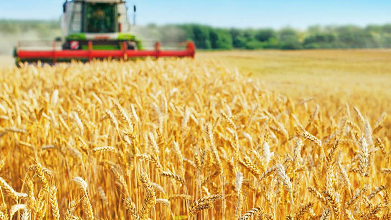 Buğday fiyatı çiftçinin yüzünü güldürecek mi? Buğday hasadı yapılamazsa dünyayı daha kötü bir senaryo bekliyor!