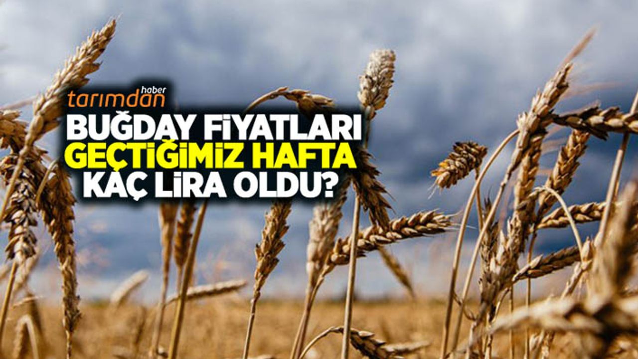 Buğday fiyatları geçtiğimiz hafta kaç lira oldu? Arpa, mısır, yulaf fiyatları ne kadar oldu? 20 Haziran hububat fiyatları…