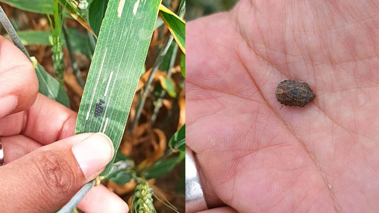 Buğdayın ana zararlısı süne böceği ile mücadele nasıl yapılmalı? İl Müdürlüğünden önemli uyarı!