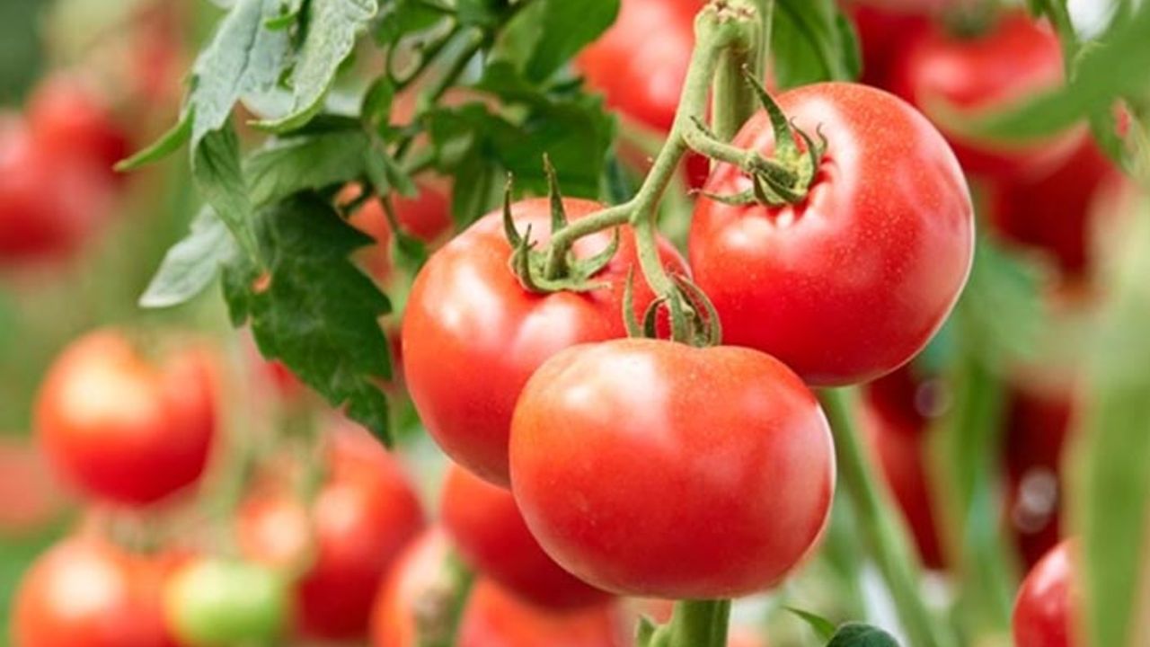 Domates yetiştirme koşulları nelerdir? Evde, bahçede, tarlada domates  yetiştirmenin püf noktaları! - Türkiye'nin Tarım Sitesi: Tarım Haberleri