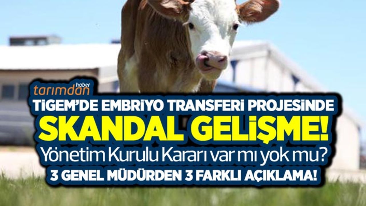 TİGEM'de embriyo transferi projesinde skandal gelişme! 3 Genel Müdürden 3 farklı açıklama! Hayvancılık bu kafayla mı kalkınacak?