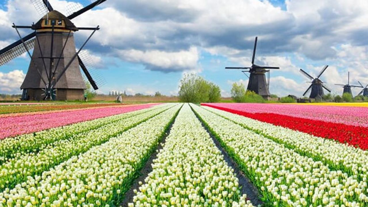 Hollanda’nın başarı hikayesi; Tarım